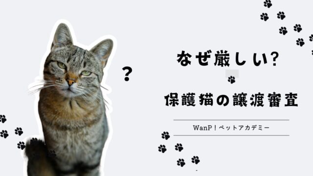 なぜ保護猫の審査は厳しい？WanP!が家族と猫の幸せな出会いをサポート